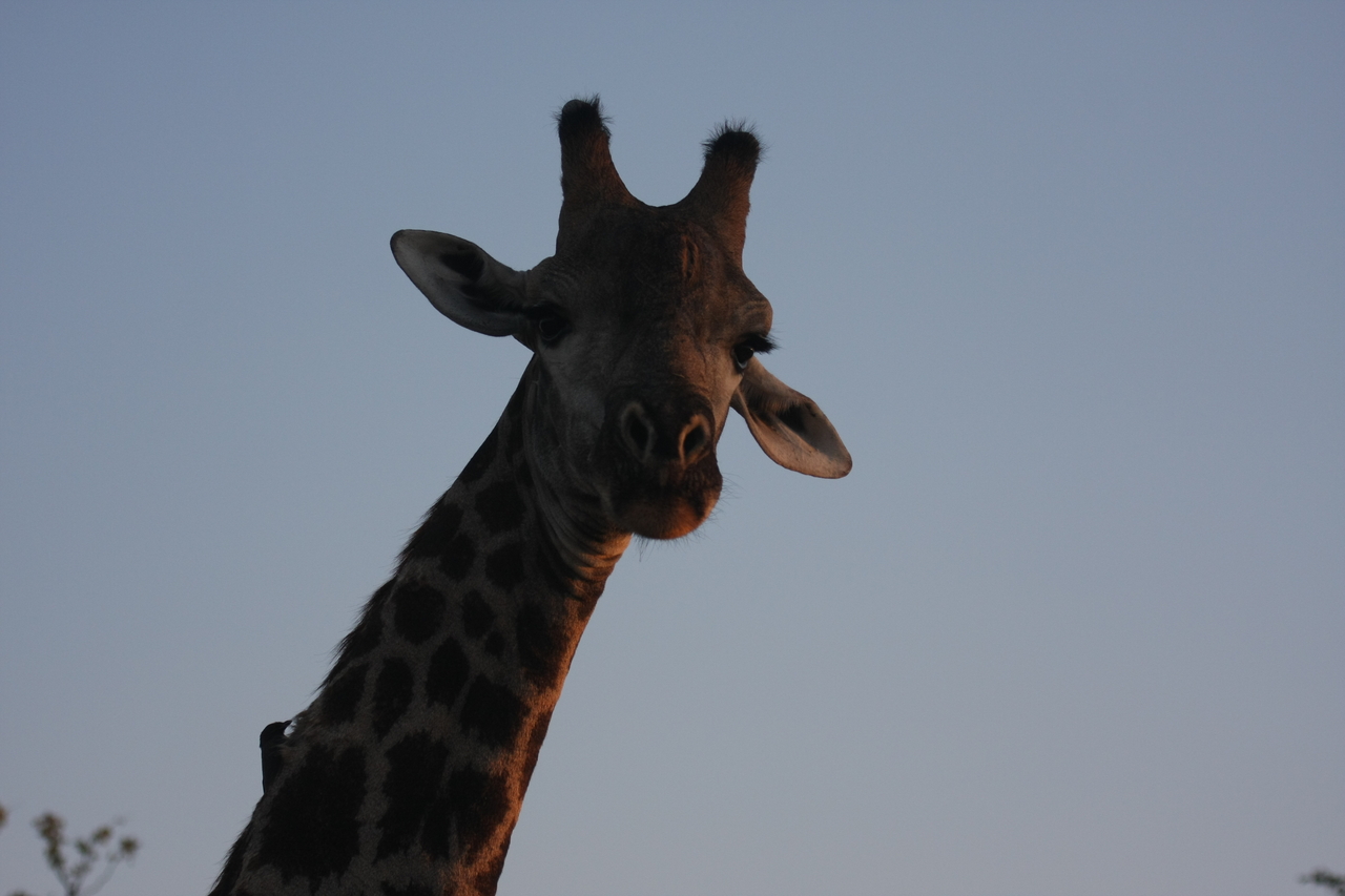 [22472] 2016_06_30_01_20_44_Africa_Canon_EOS_40D_IMG__03817.jpg