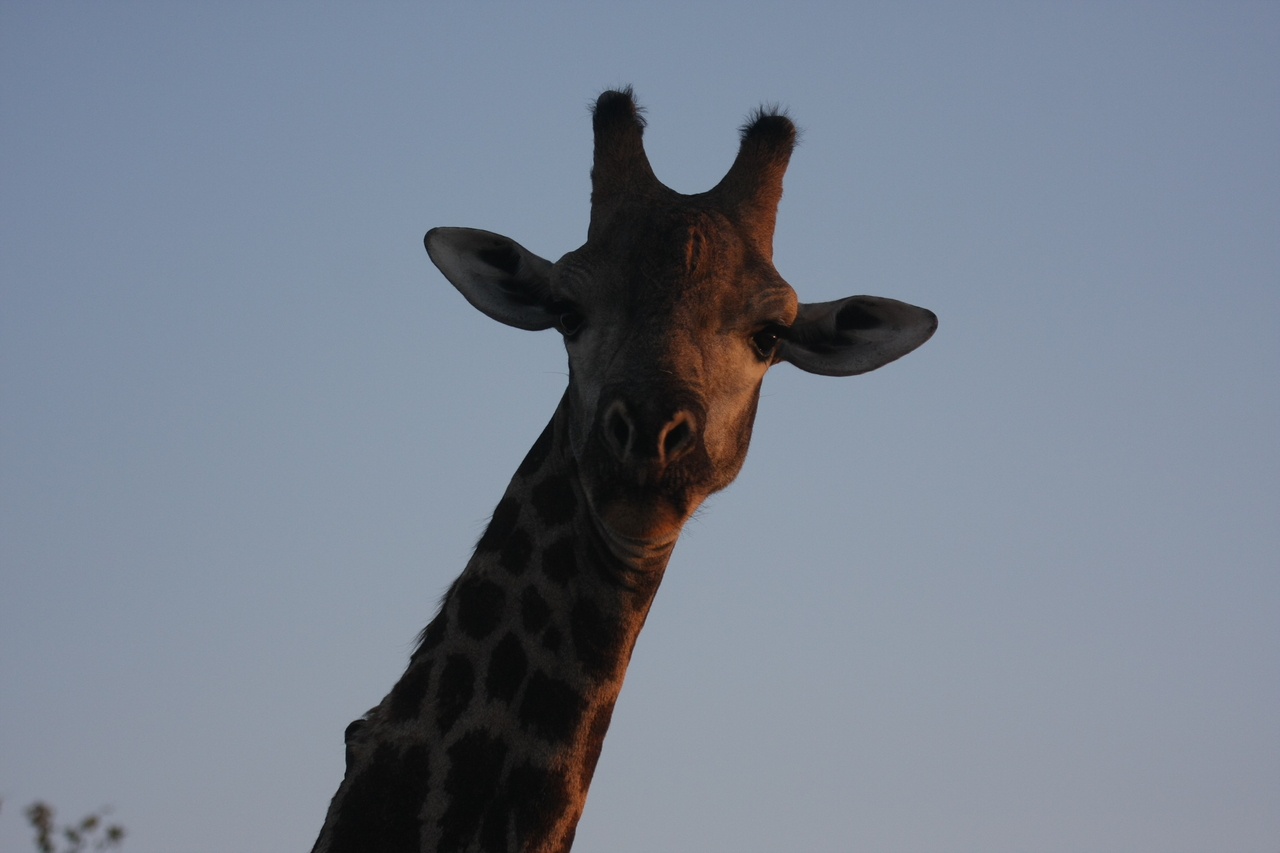 [22479] 2016_06_30_01_20_45_Africa_Canon_EOS_40D_IMG__11275.jpg