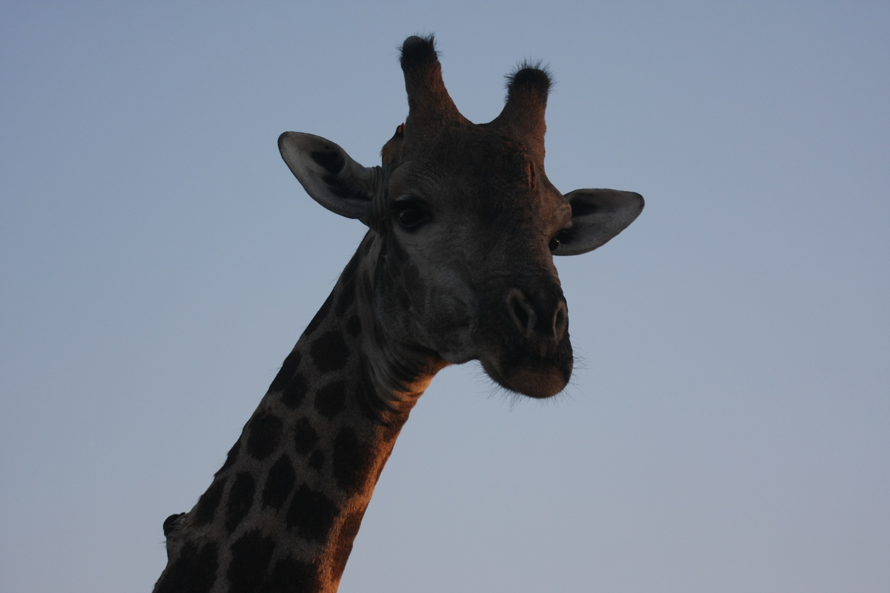 [22482] 2016_06_30_01_20_46_Africa_Canon_EOS_40D_IMG__00136.jpg