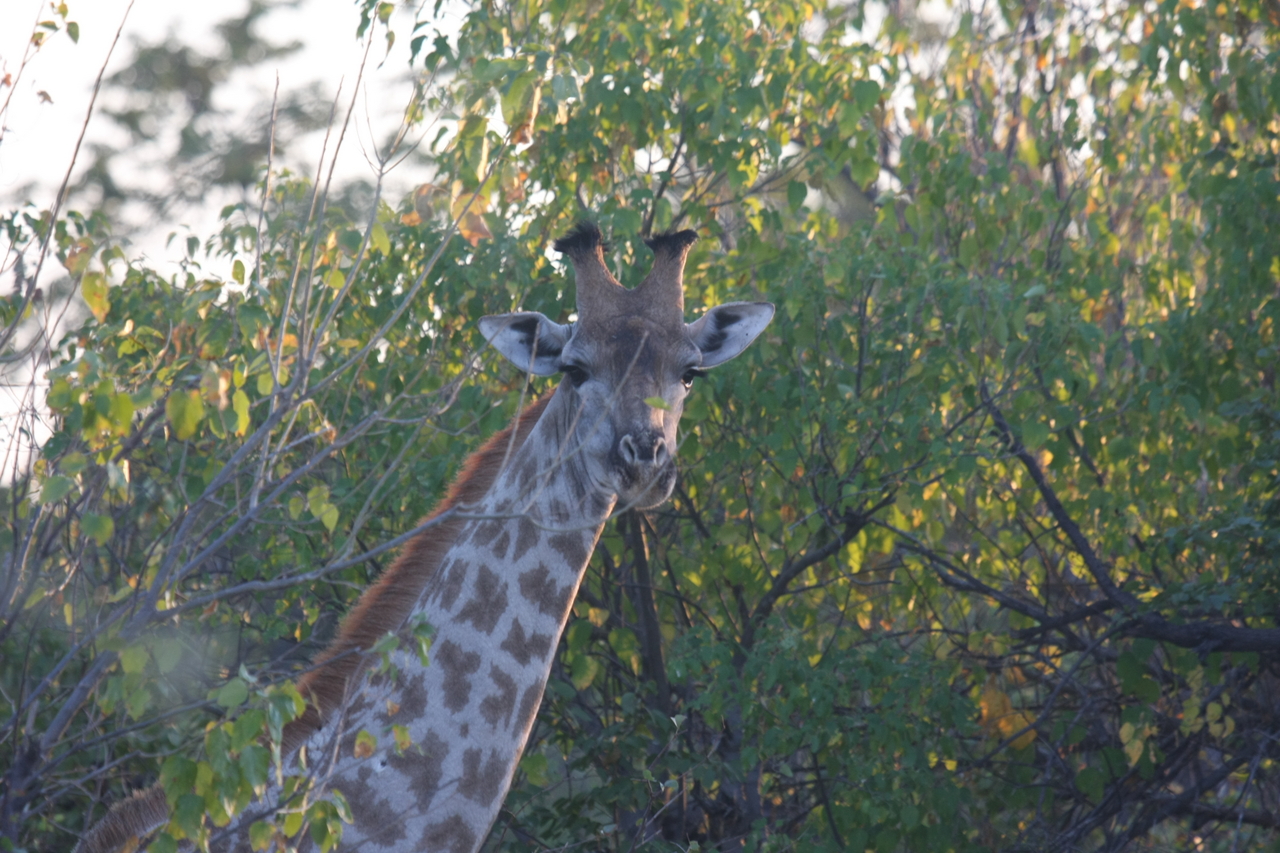 [22503] 2016_06_30_01_22_18_Africa_Canon_EOS_40D_IMG__03884.jpg