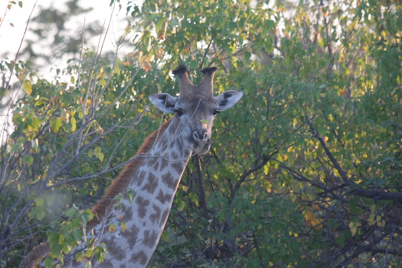 [22508] 2016_06_30_01_22_18_Africa_Canon_EOS_40D_IMG__11353.jpg
