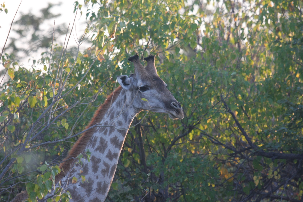[22515] 2016_06_30_01_22_24_Africa_Canon_EOS_40D_IMG__11364.jpg