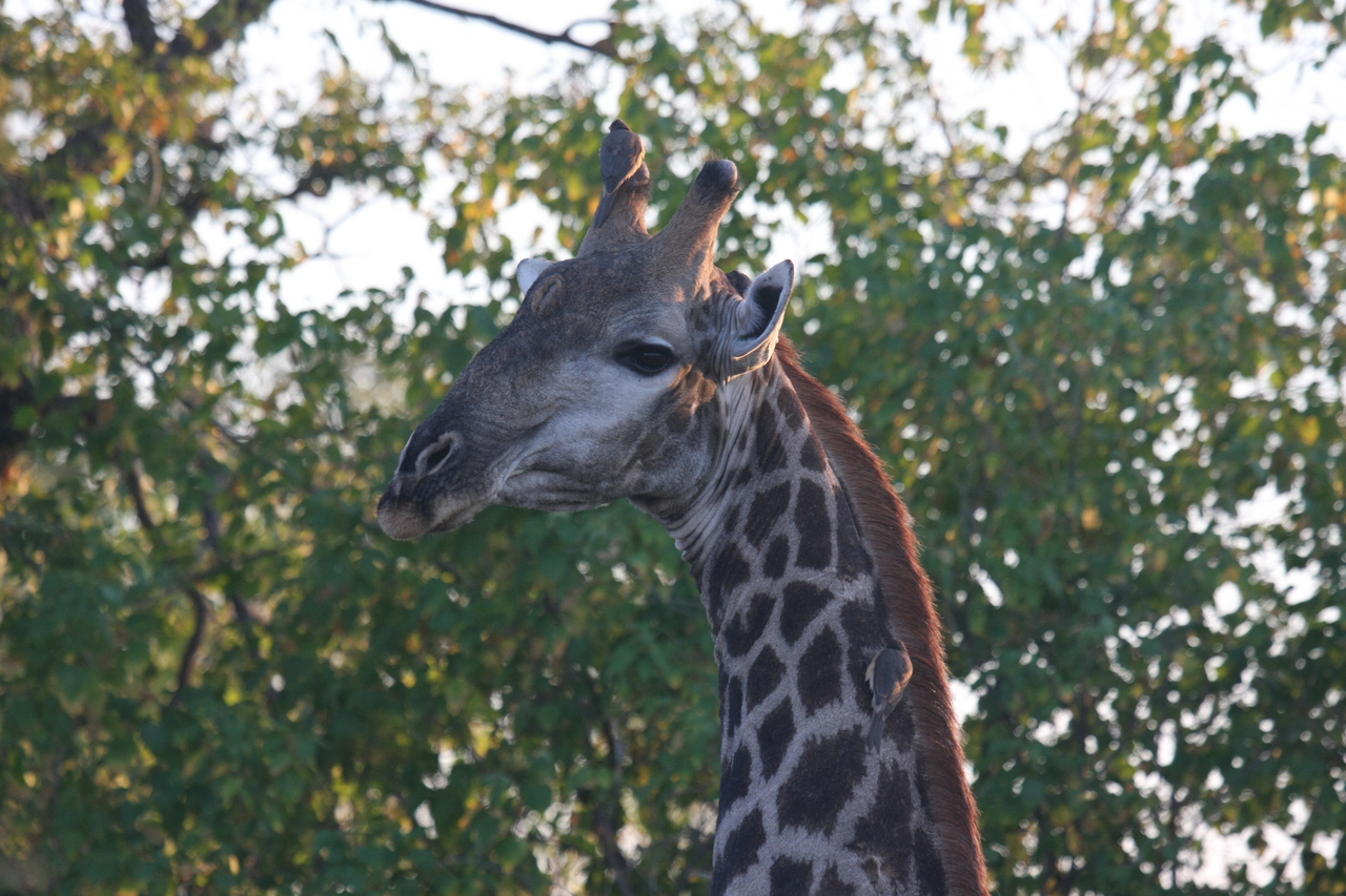[22518] 2016_06_30_01_22_32_Africa_Canon_EOS_40D_IMG__00225.jpg