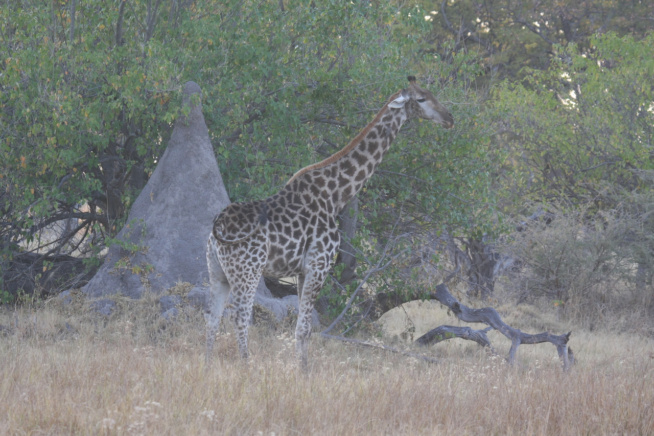 [22535] 2016_06_30_01_22_51_Africa_Canon_EOS_40D_IMG__04017.jpg