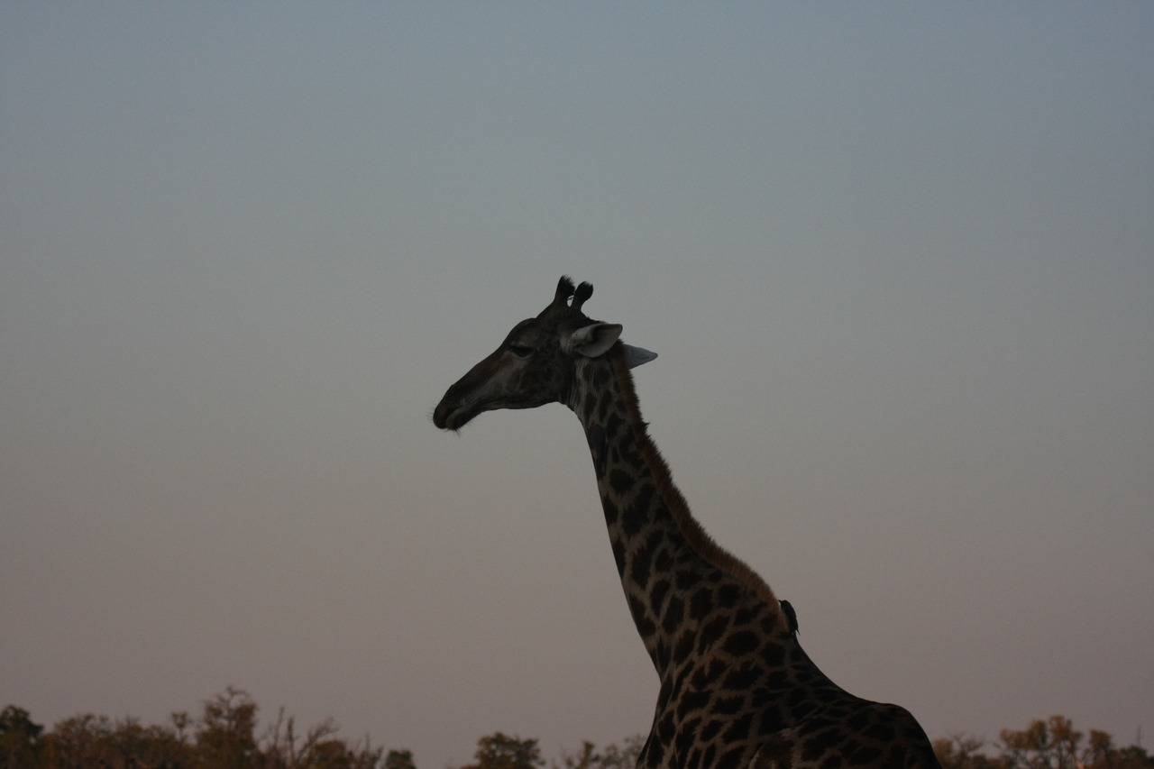 [22542] 2016_06_30_01_26_49_Africa_Canon_EOS_40D_IMG__04028.jpg