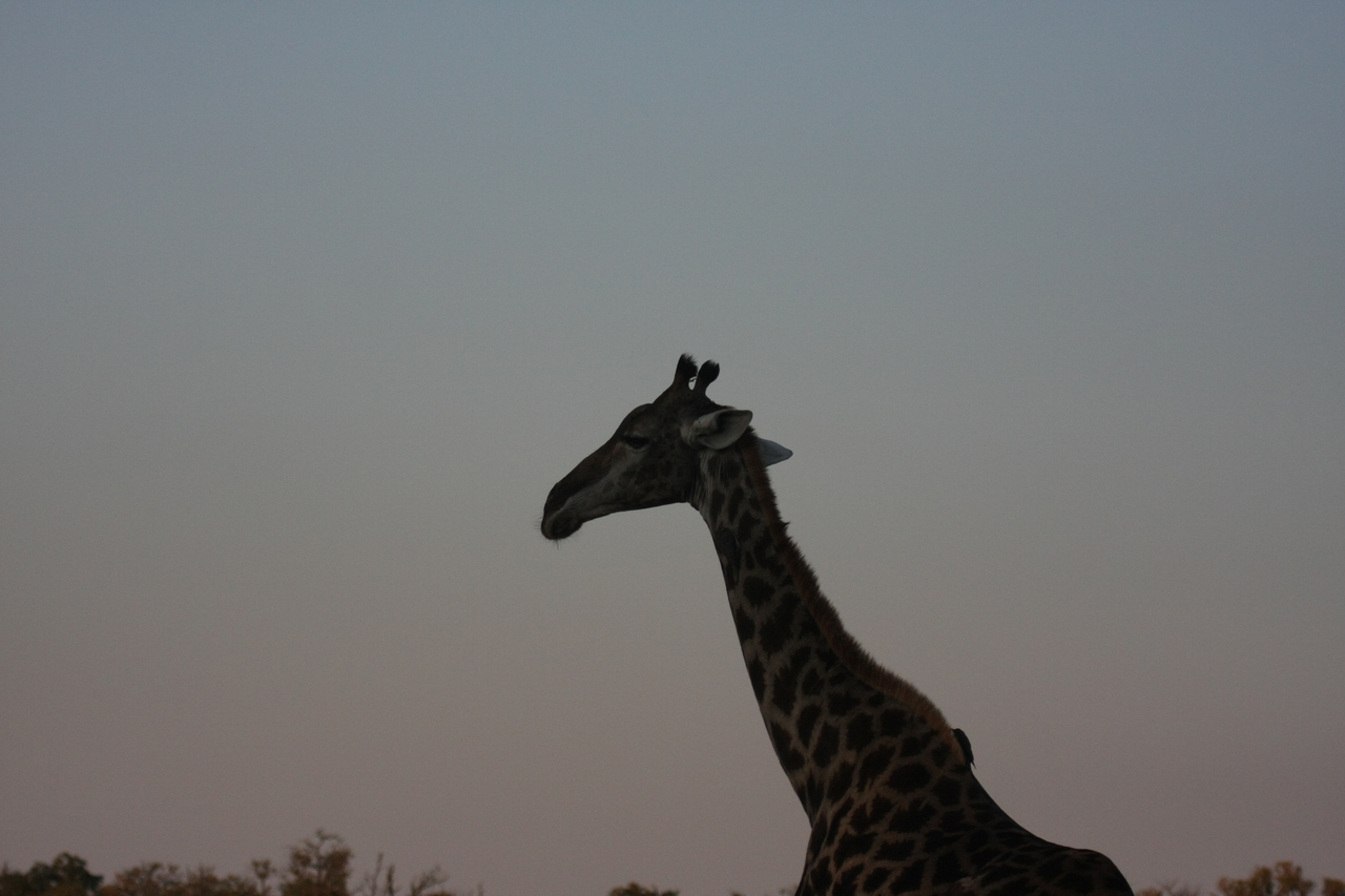 [22544] 2016_06_30_01_26_49_Africa_Canon_EOS_40D_IMG__04050.jpg