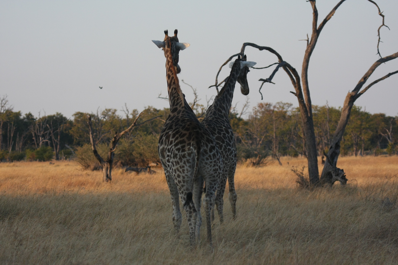 [22549] 2016_06_30_01_27_11_Africa_Canon_EOS_40D_IMG__04062.jpg