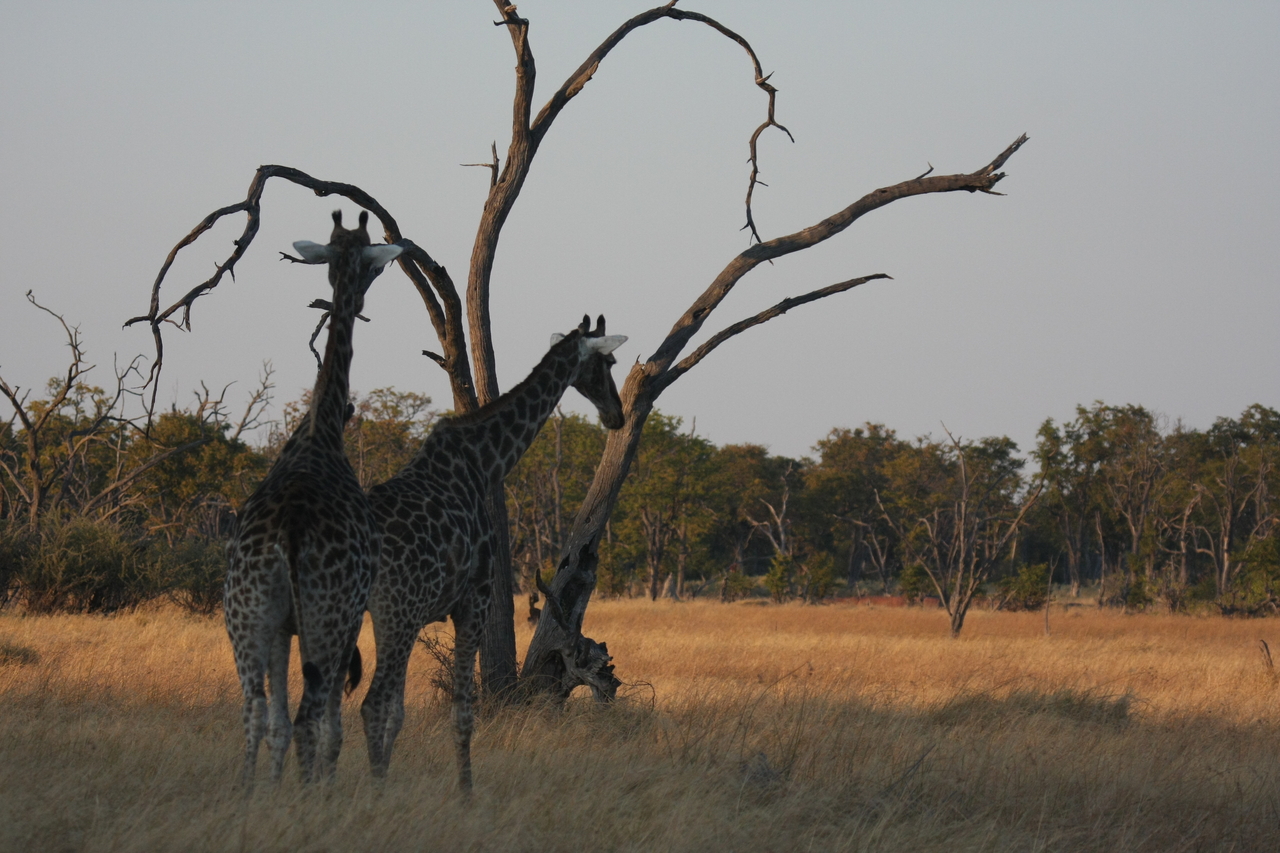 [22558] 2016_06_30_01_27_28_Africa_Canon_EOS_40D_IMG__04095.jpg
