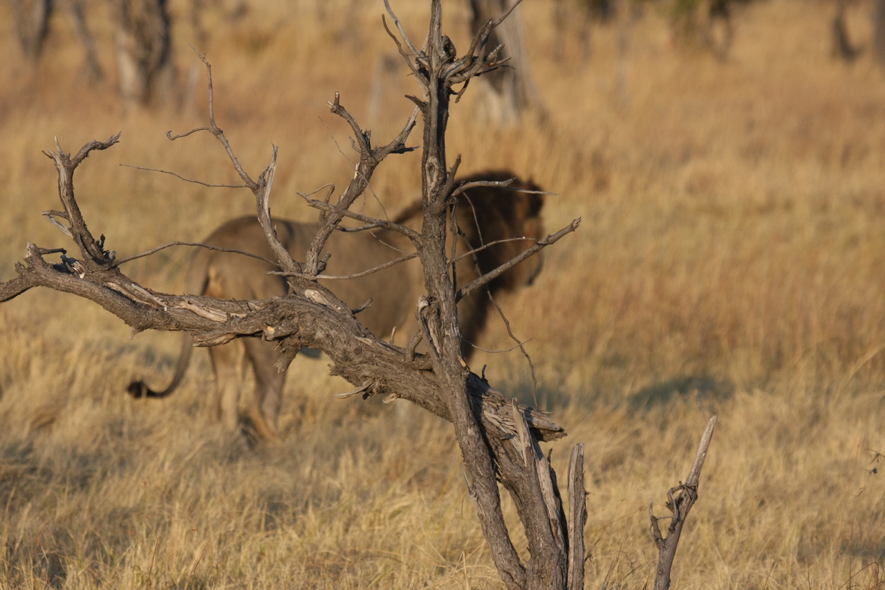 [22657] 2016_06_30_01_41_44_Africa_Canon_EOS_40D_IMG__04361.jpg