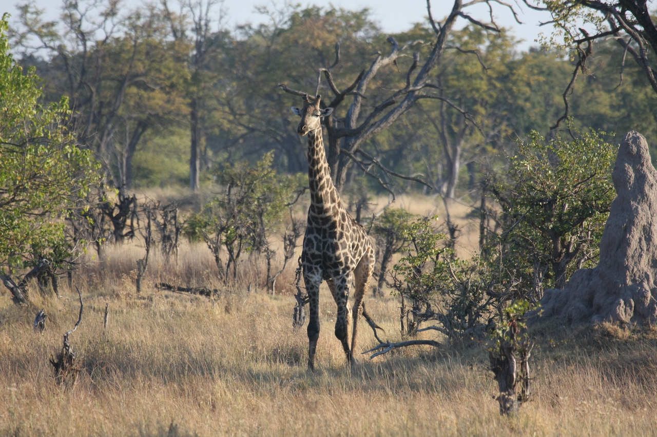 [22675] 2016_06_30_01_51_49_Africa_Canon_EOS_40D_IMG__00702.jpg