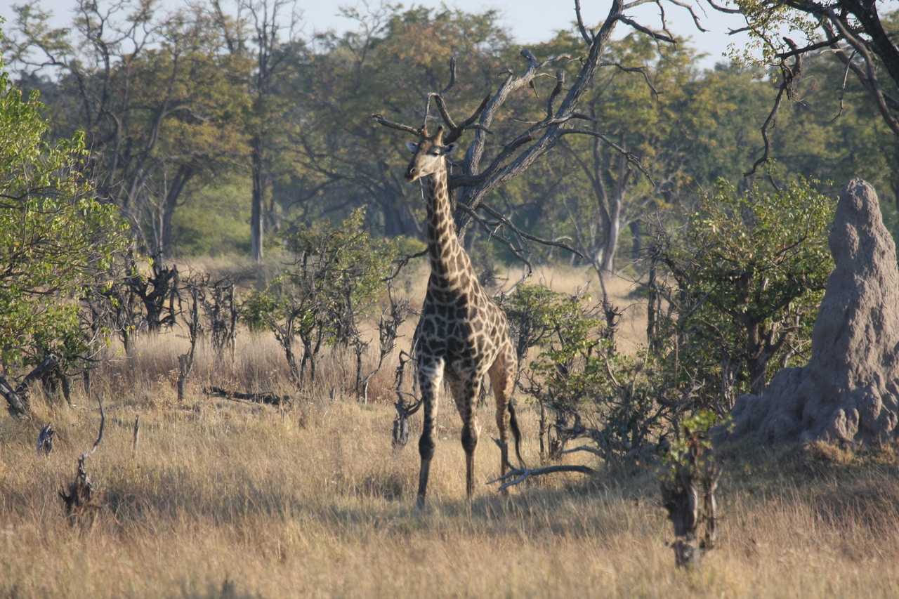 [22680] 2016_06_30_01_51_49_Africa_Canon_EOS_40D_IMG__11864.jpg