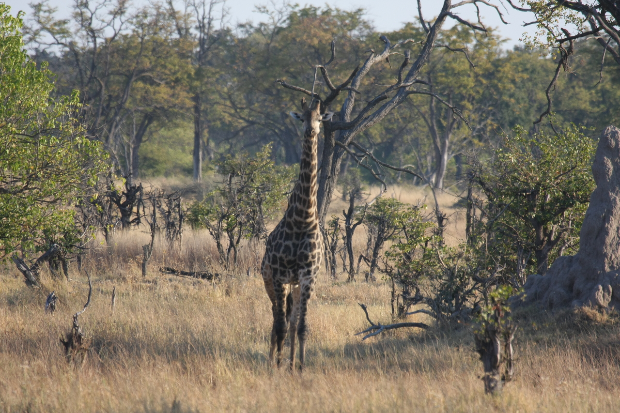 [22683] 2016_06_30_01_51_56_Africa_Canon_EOS_40D_IMG__00724.jpg