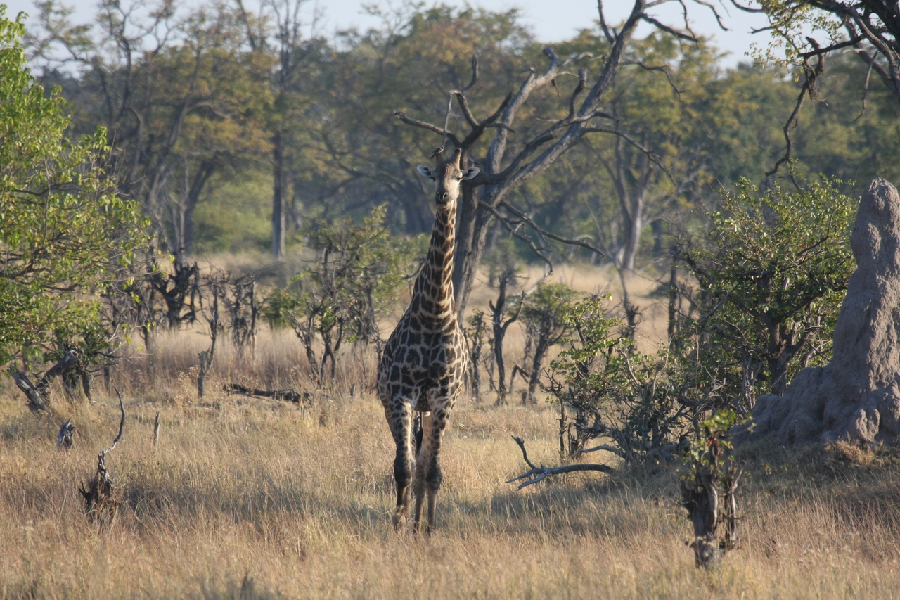 [22690] 2016_06_30_01_51_56_Africa_Canon_EOS_40D_IMG__11908.jpg