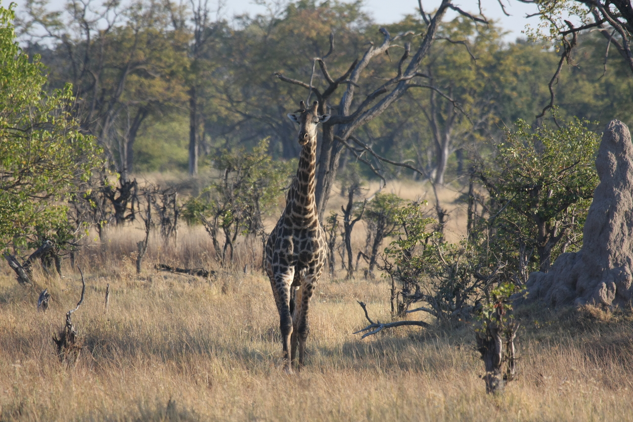 [22691] 2016_06_30_01_51_56_Africa_Canon_EOS_40D_IMG__11919.jpg
