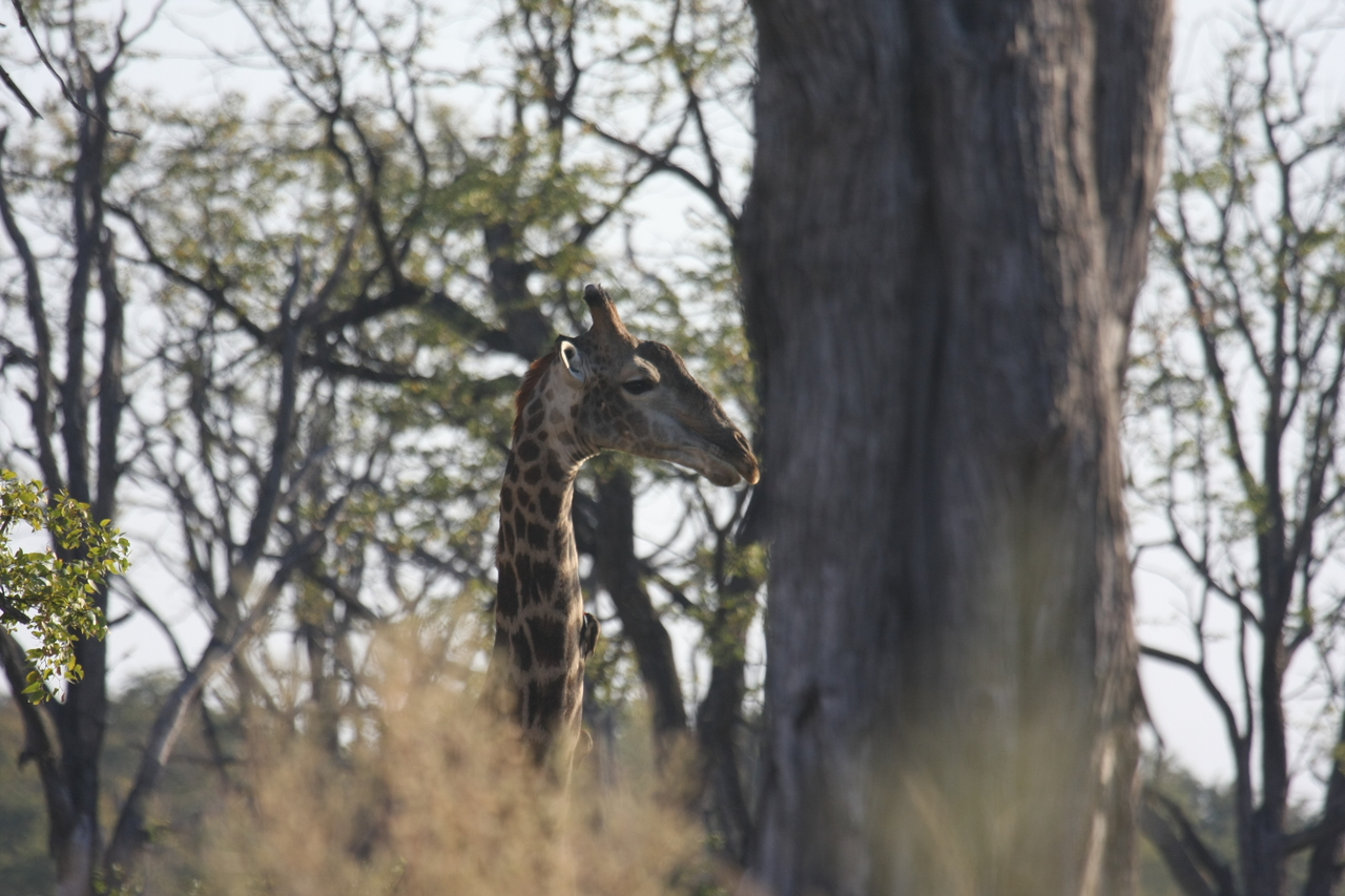 [22703] 2016_06_30_01_54_12_Africa_Canon_EOS_40D_IMG__04506.jpg