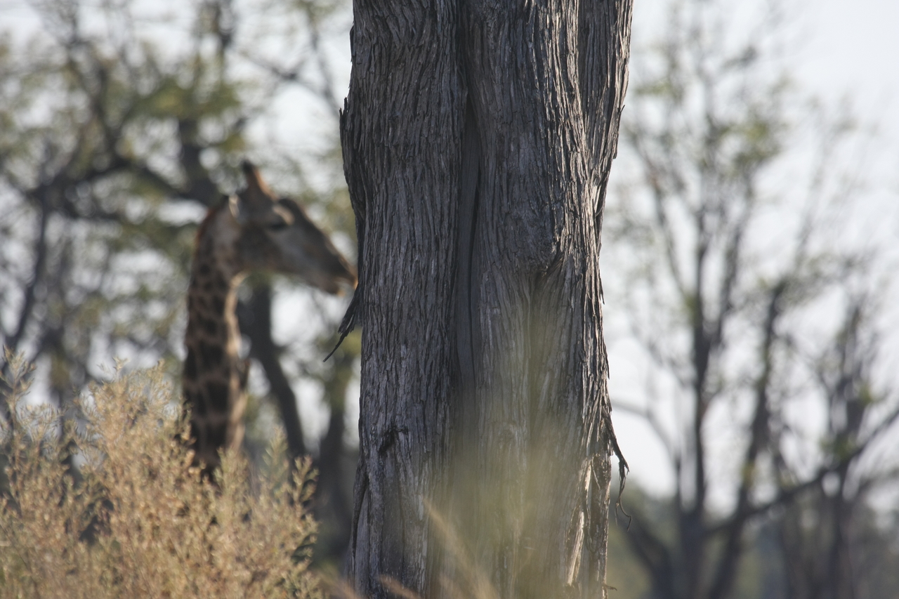 [22713] 2016_06_30_01_54_17_Africa_Canon_EOS_40D_IMG__11964.jpg