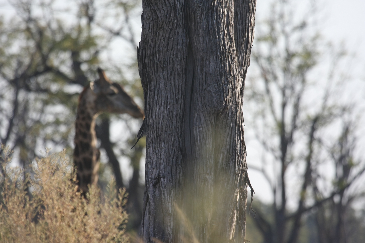 [22714] 2016_06_30_01_54_17_Africa_Canon_EOS_40D_IMG__11972.jpg