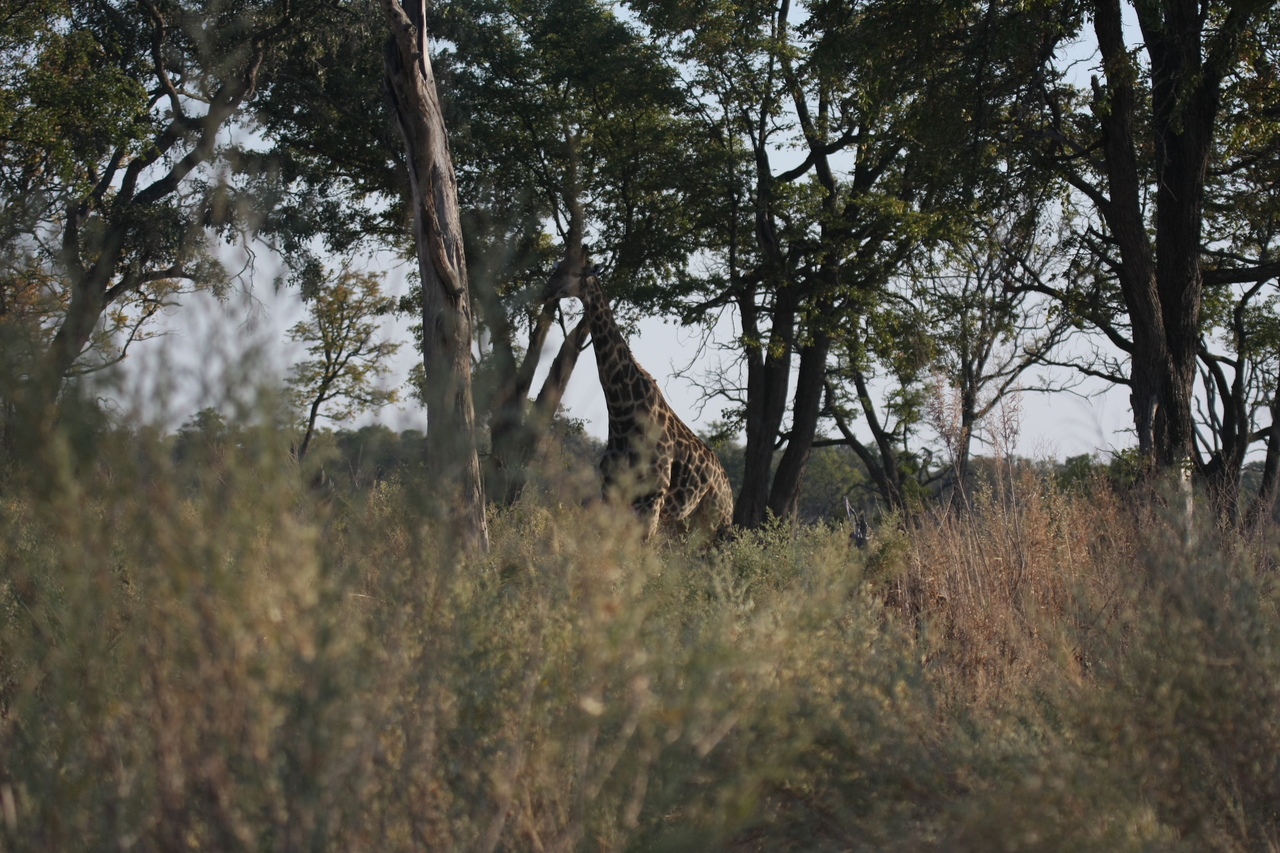 [22725] 2016_06_30_01_54_49_Africa_Canon_EOS_40D_IMG__00802.jpg