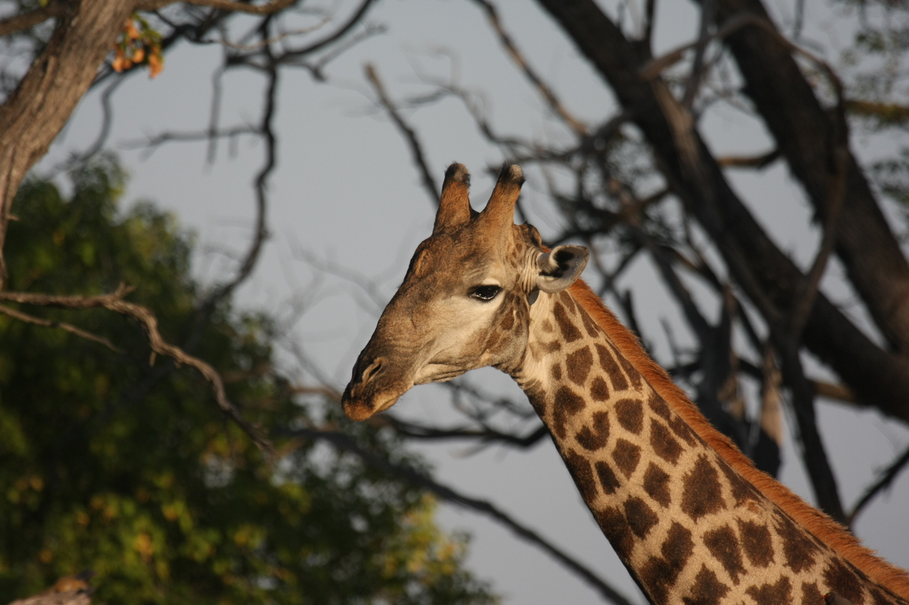 [22749] 2016_06_30_01_56_04_Africa_Canon_EOS_40D_IMG__04536.jpg