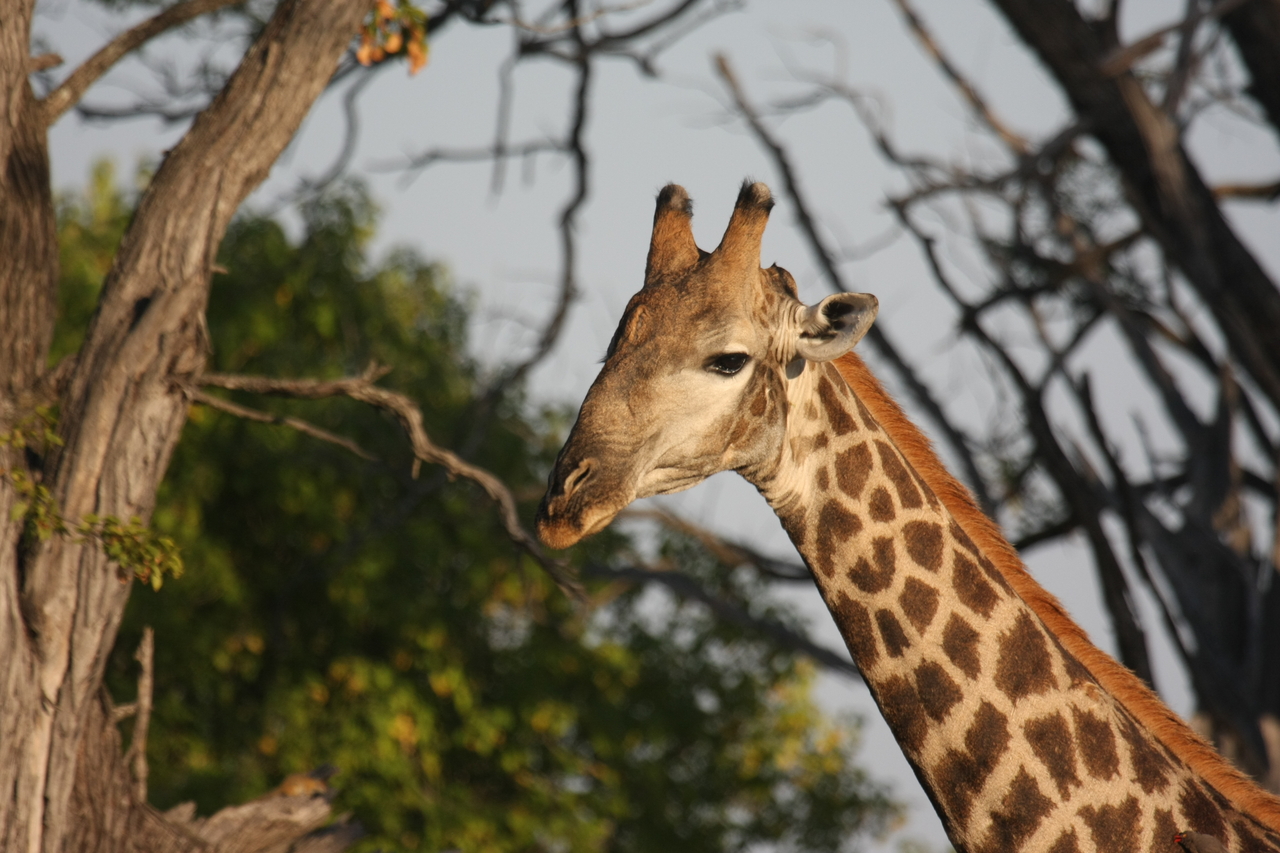 [22753] 2016_06_30_01_56_04_Africa_Canon_EOS_40D_IMG__11984.jpg