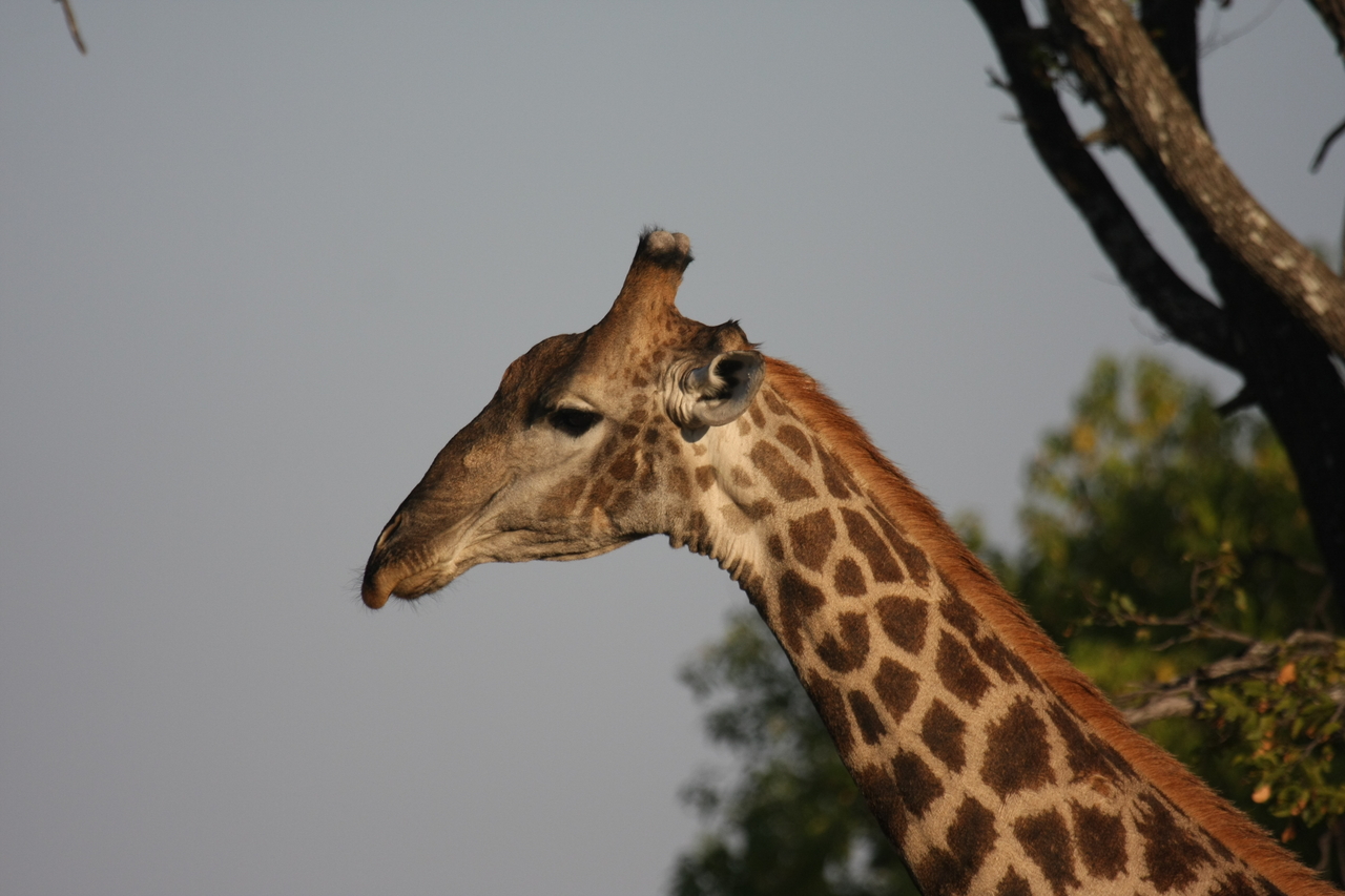 [22755] 2016_06_30_01_56_07_Africa_Canon_EOS_40D_IMG__00813.jpg