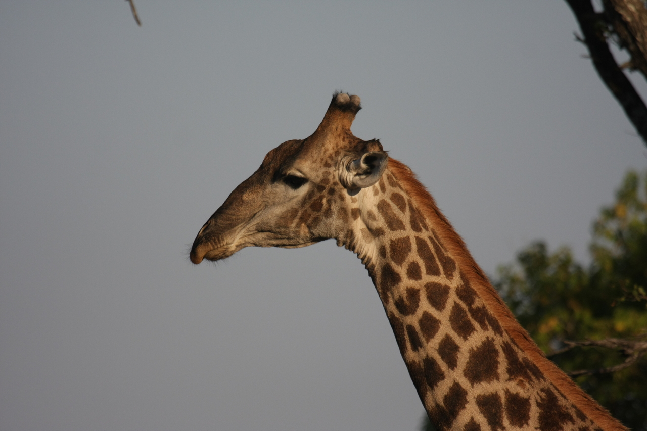 [22756] 2016_06_30_01_56_07_Africa_Canon_EOS_40D_IMG__00814.jpg