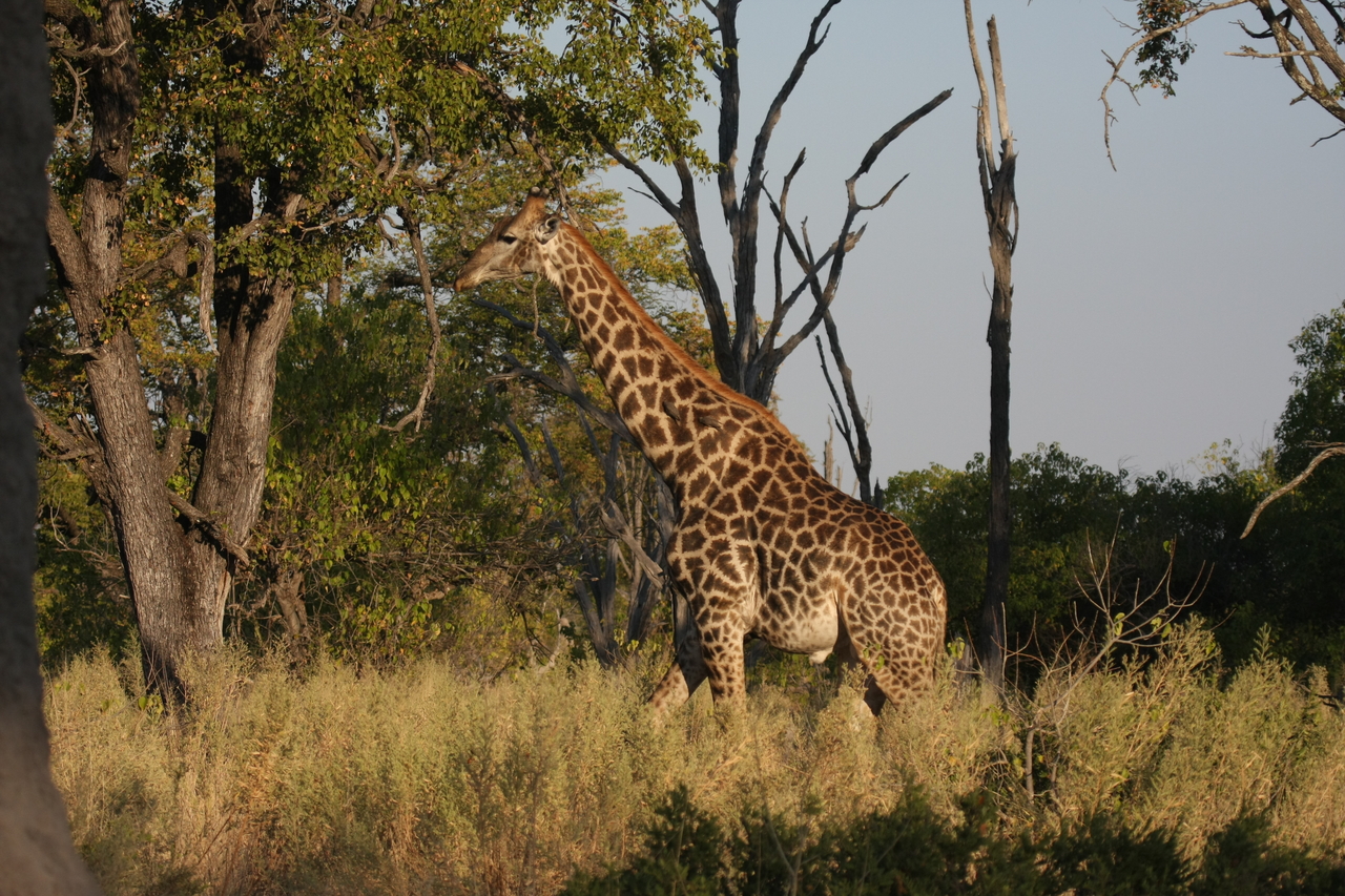 [22761] 2016_06_30_01_56_11_Africa_Canon_EOS_40D_IMG__00815.jpg