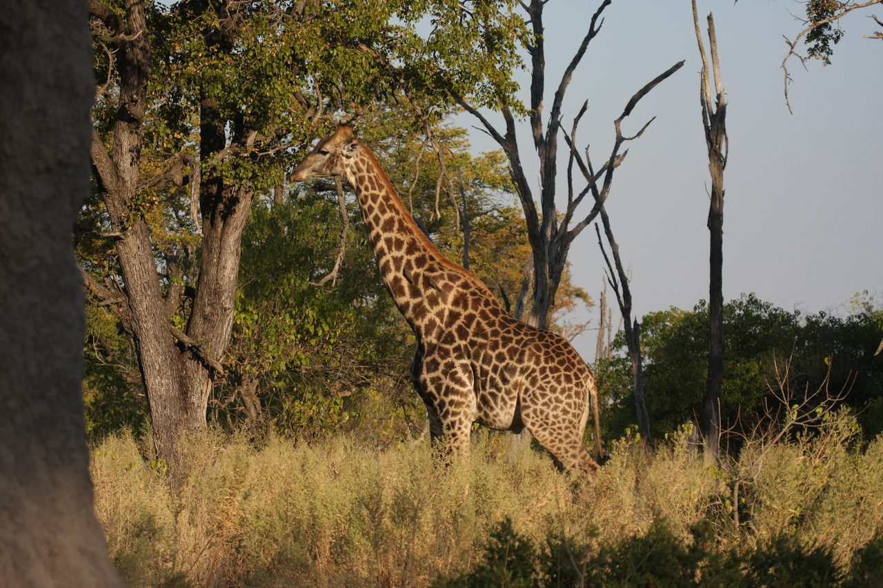 [22769] 2016_06_30_01_56_12_Africa_Canon_EOS_40D_IMG__11990.jpg