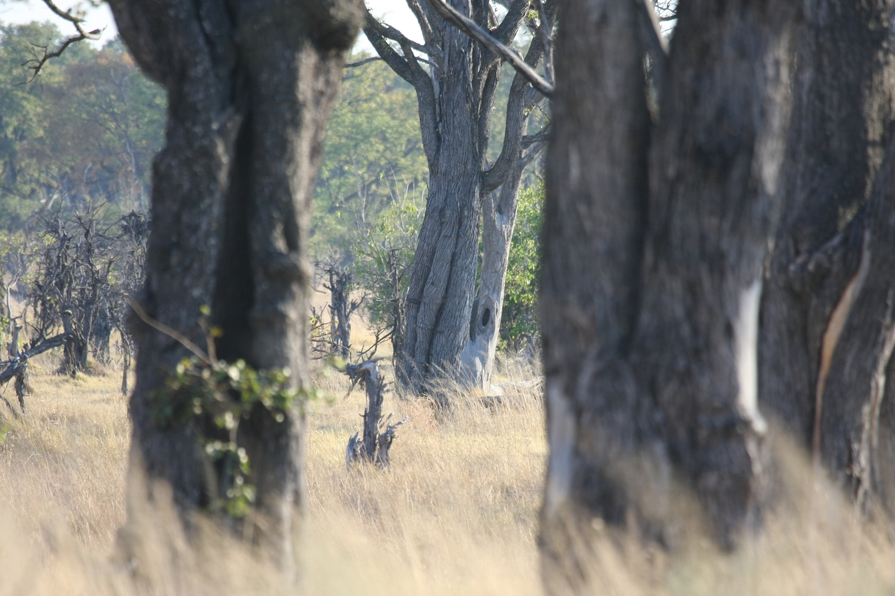 [22792] 2016_06_30_01_57_55_Africa_Canon_EOS_40D_IMG__11177.jpg