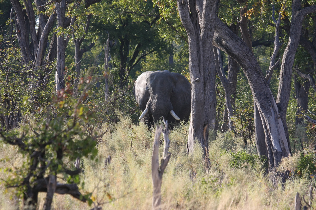 [22820] 2016_06_30_02_07_42_Africa_Canon_EOS_40D_IMG__11181.jpg