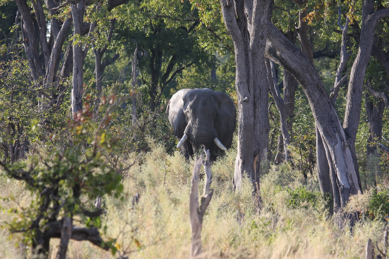 [22821] 2016_06_30_02_07_42_Africa_Canon_EOS_40D_IMG__11182.jpg