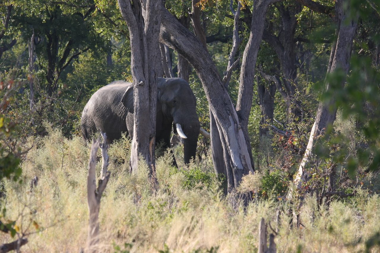 [22824] 2016_06_30_02_07_48_Africa_Canon_EOS_40D_IMG__11183.jpg