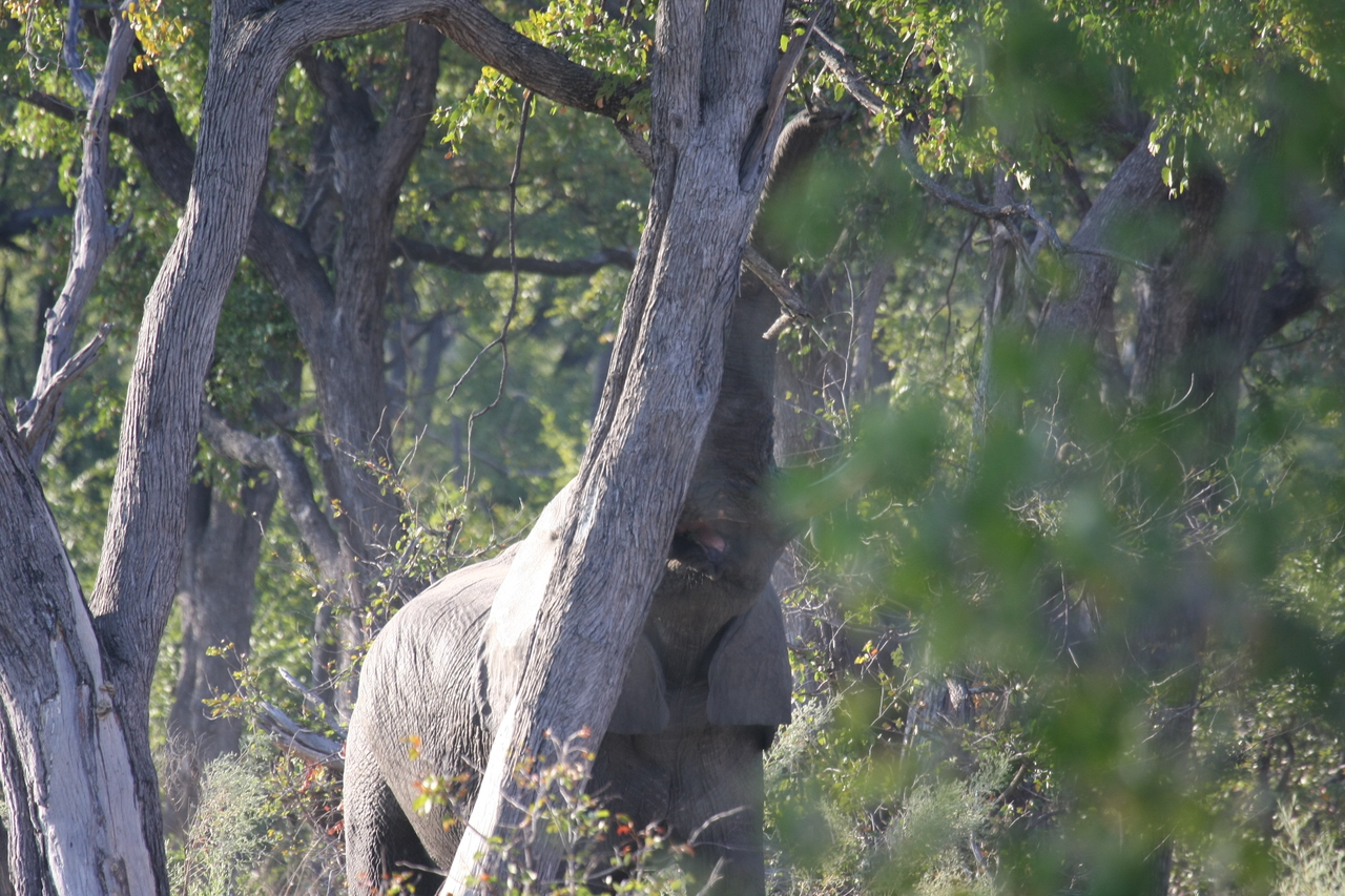 [22831] 2016_06_30_02_08_05_Africa_Canon_EOS_40D_IMG__11184.jpg