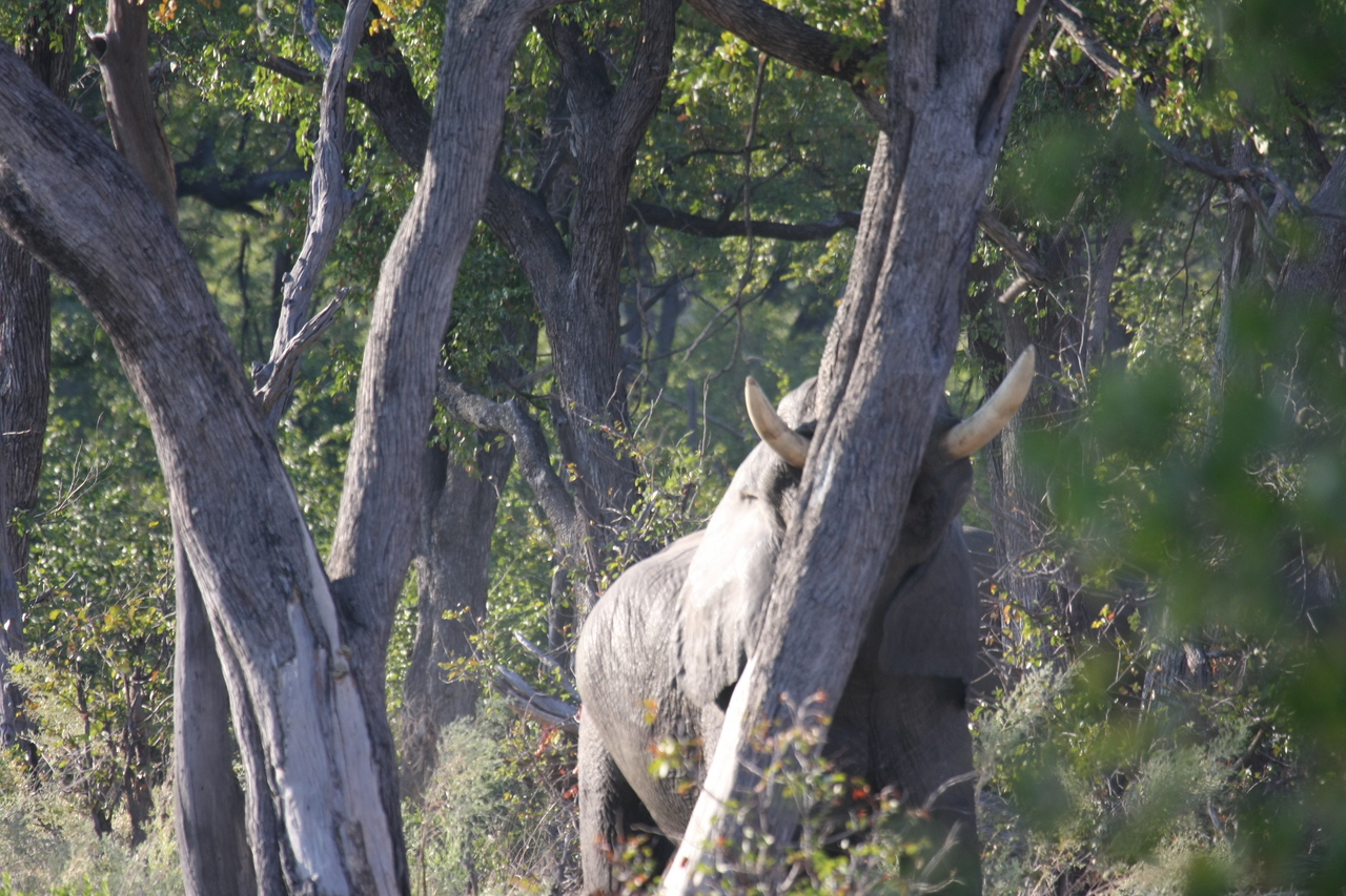[22834] 2016_06_30_02_08_06_Africa_Canon_EOS_40D_IMG__00015.jpg