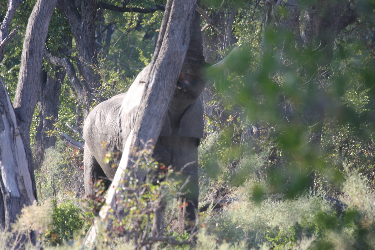 [22844] 2016_06_30_02_08_08_Africa_Canon_EOS_40D_IMG__00019.jpg