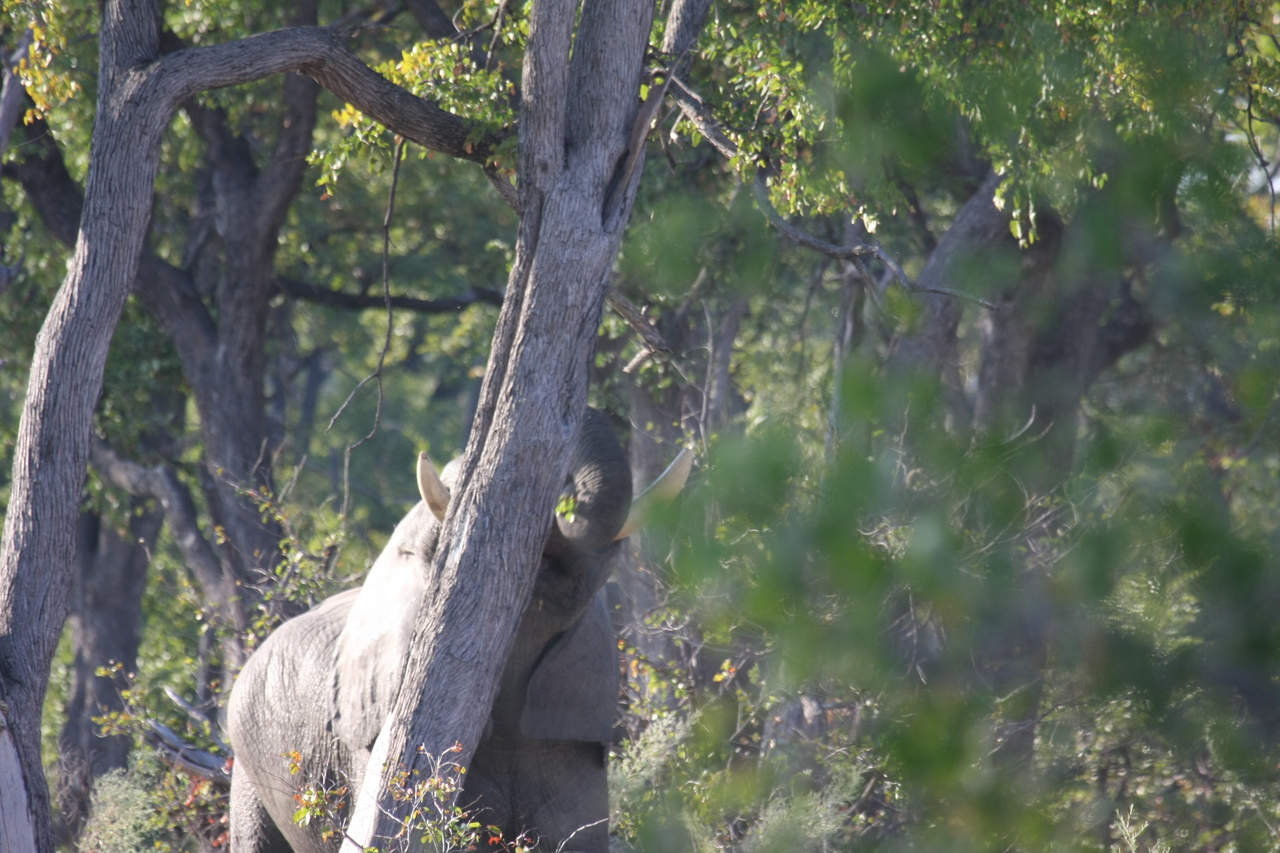 [22868] 2016_06_30_02_08_11_Africa_Canon_EOS_40D_IMG__00028.jpg