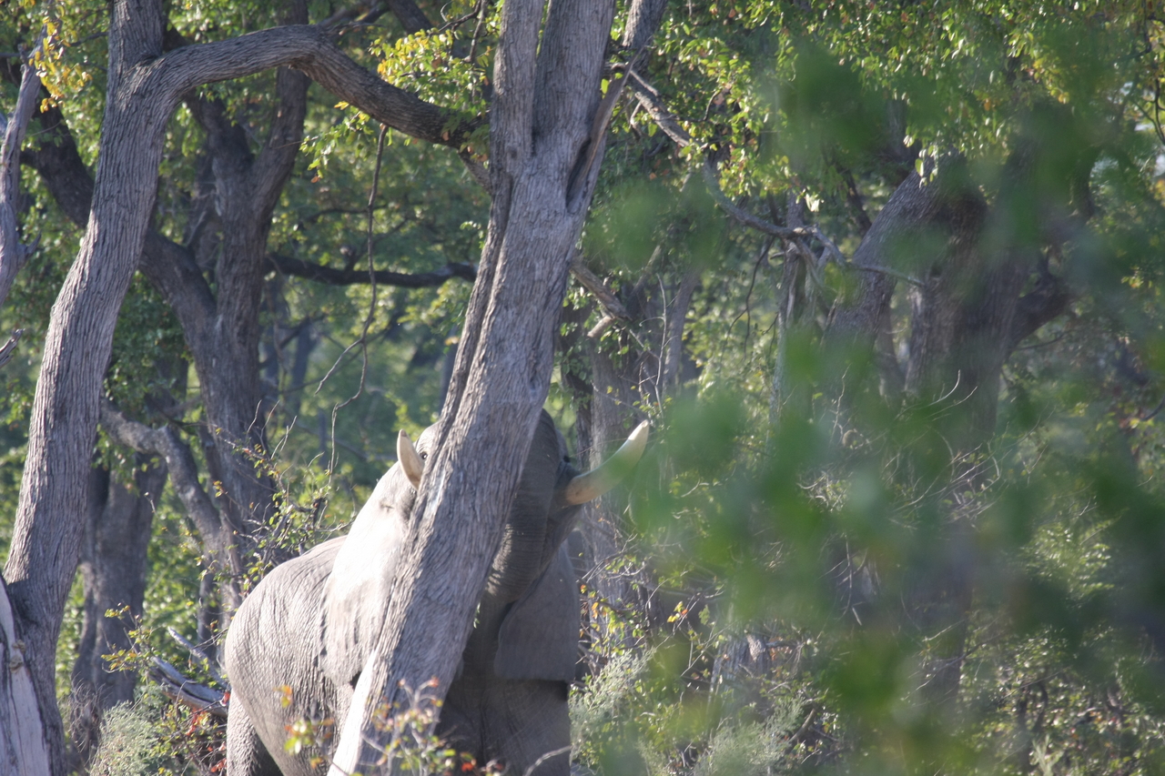 [22874] 2016_06_30_02_08_12_Africa_Canon_EOS_40D_IMG__03755.jpg