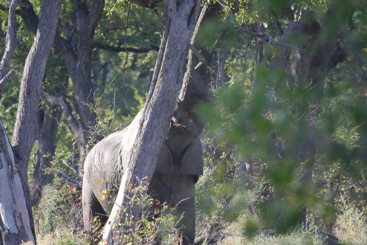 [22879] 2016_06_30_02_08_14_Africa_Canon_EOS_40D_IMG__00031.jpg