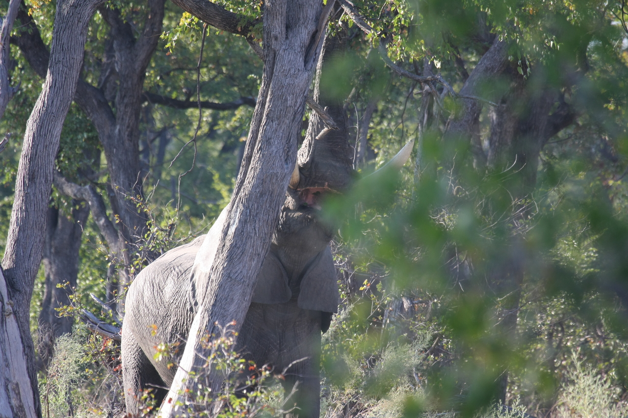 [22888] 2016_06_30_02_08_15_Africa_Canon_EOS_40D_IMG__00034.jpg
