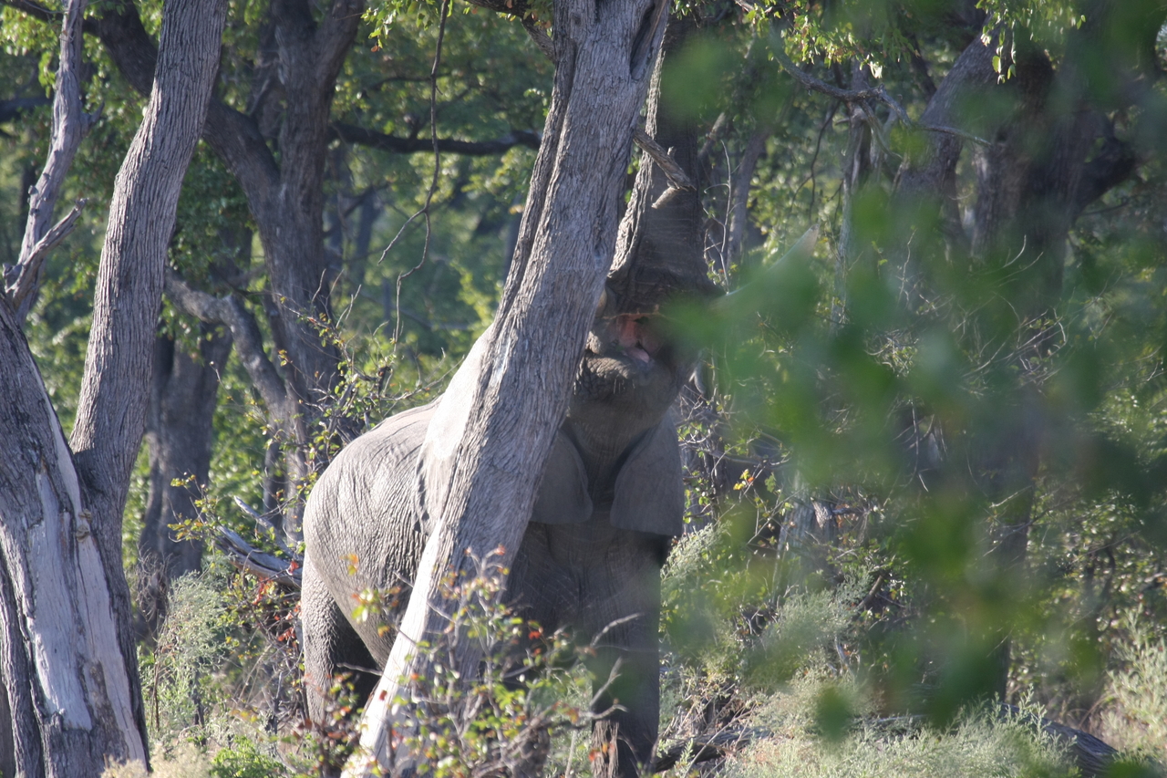 [22899] 2016_06_30_02_08_25_Africa_Canon_EOS_40D_IMG__11211.jpg