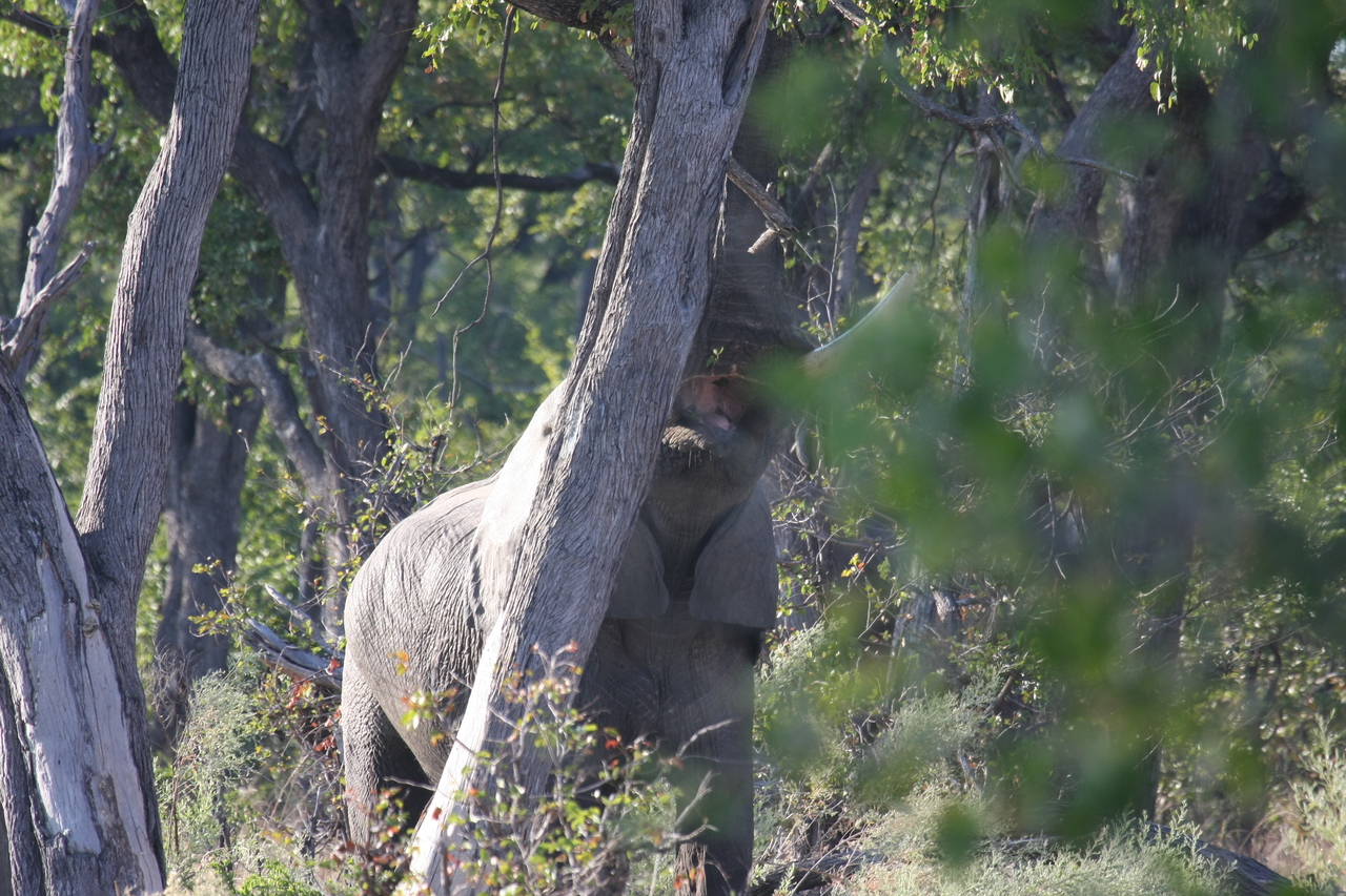 [22905] 2016_06_30_02_08_26_Africa_Canon_EOS_40D_IMG__11213.jpg