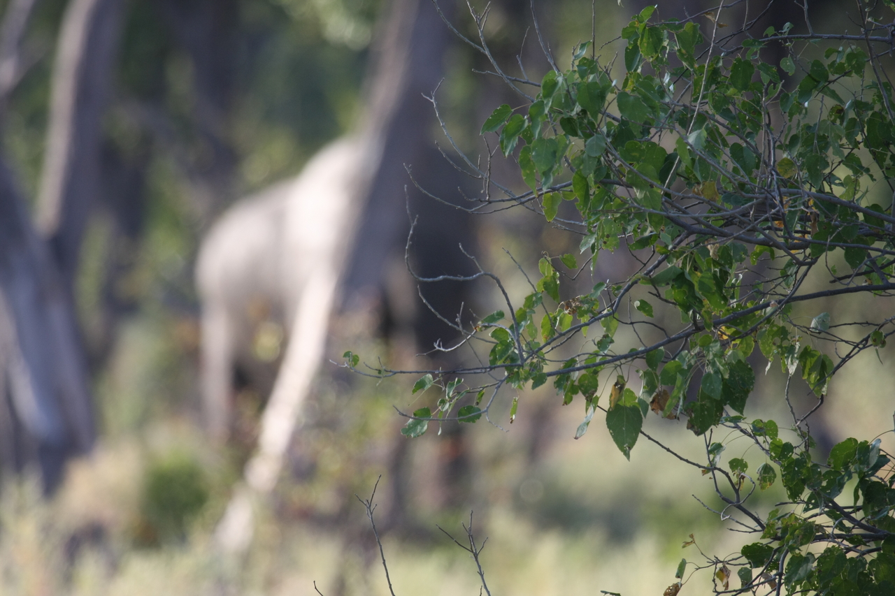 [22908] 2016_06_30_02_08_37_Africa_Canon_EOS_40D_IMG__00043.jpg