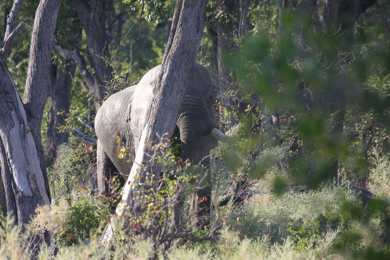 [22912] 2016_06_30_02_08_37_Africa_Canon_EOS_40D_IMG__11214.jpg