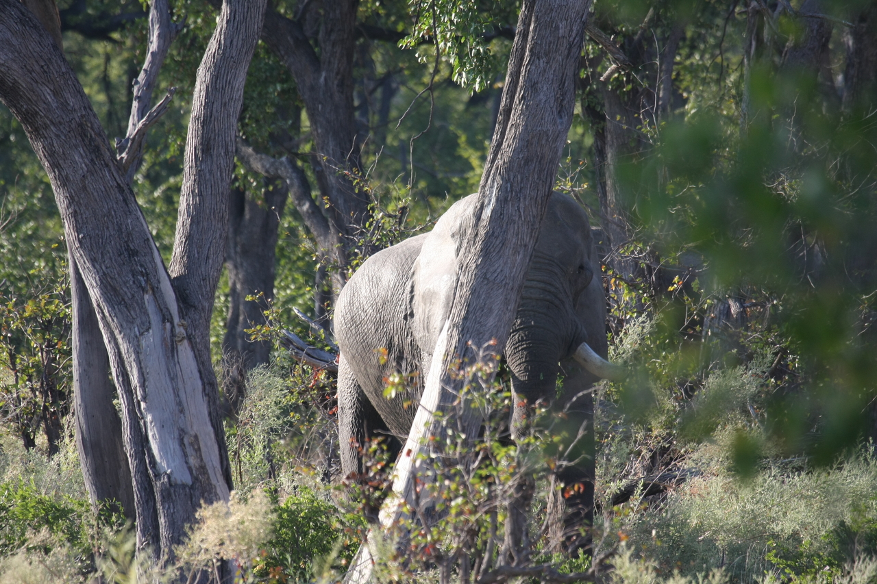 [22918] 2016_06_30_02_08_51_Africa_Canon_EOS_40D_IMG__00045.jpg