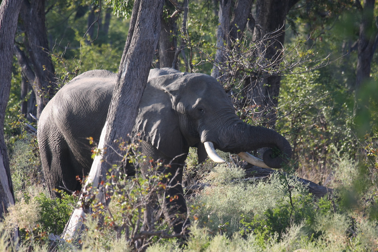 [22927] 2016_06_30_02_10_06_Africa_Canon_EOS_40D_IMG__11219.jpg