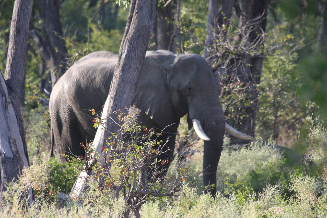 [22943] 2016_06_30_02_10_24_Africa_Canon_EOS_40D_IMG__03780.jpg