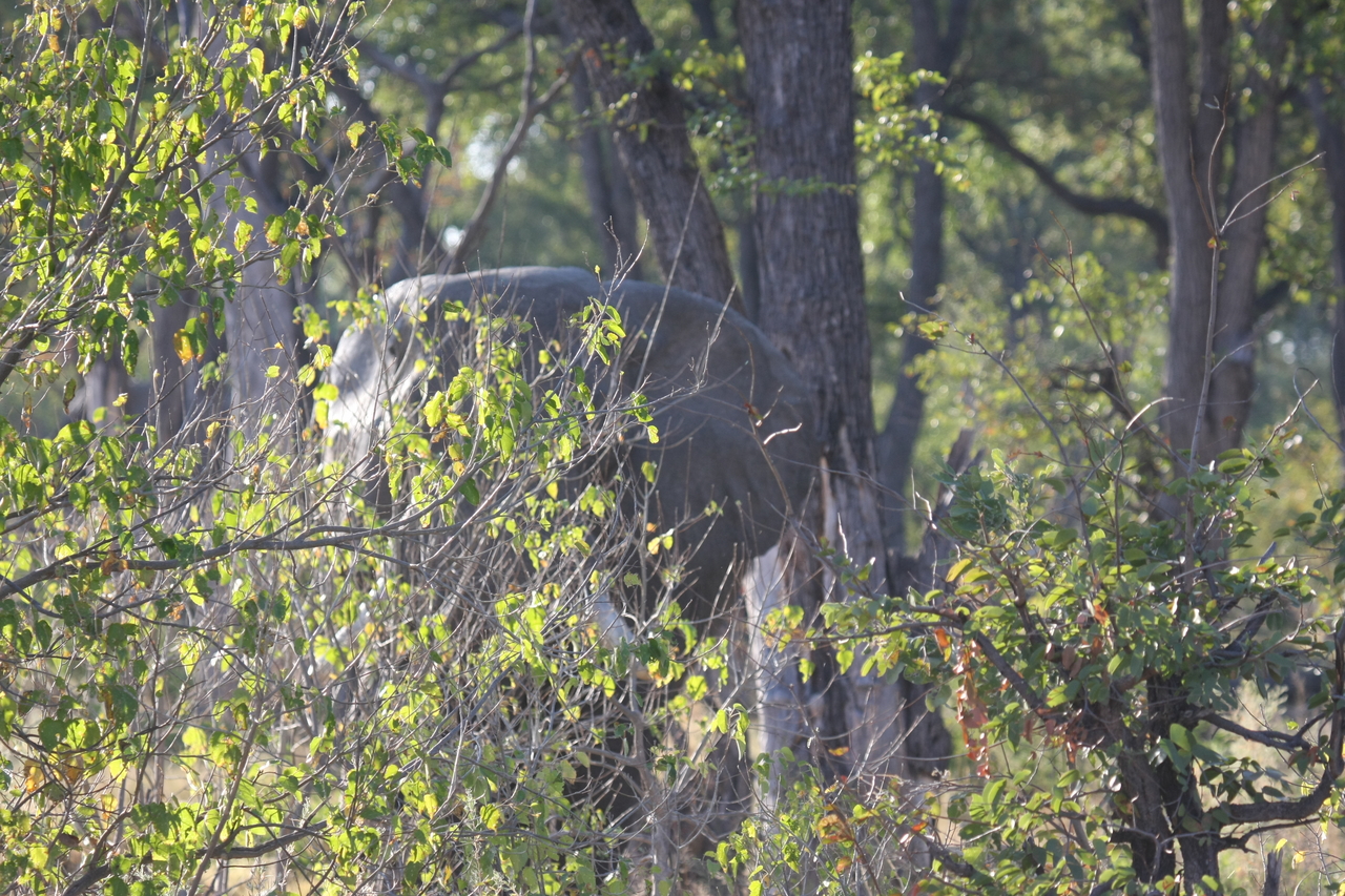 [22978] 2016_06_30_02_14_37_Africa_Canon_EOS_40D_IMG__11238.jpg