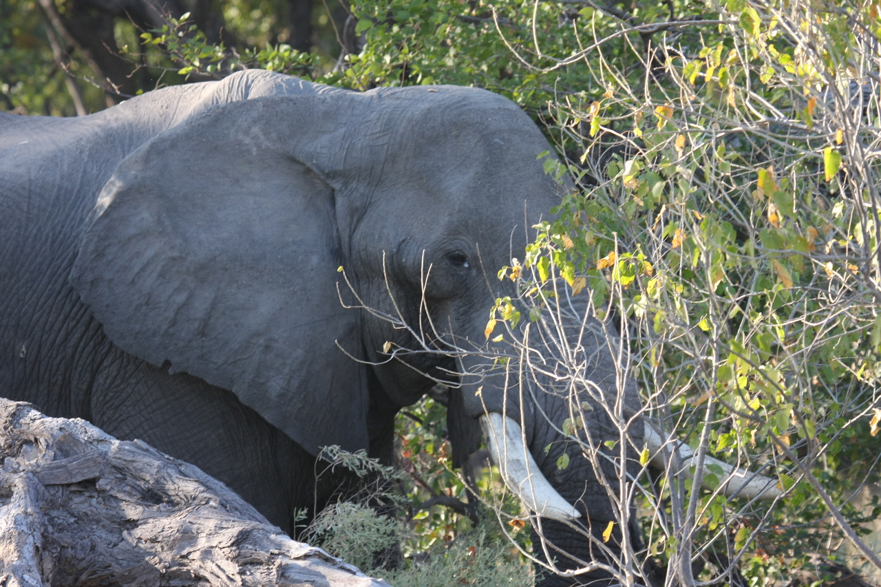 [23030] 2016_06_30_02_20_03_Africa_Canon_EOS_40D_IMG__03797.jpg