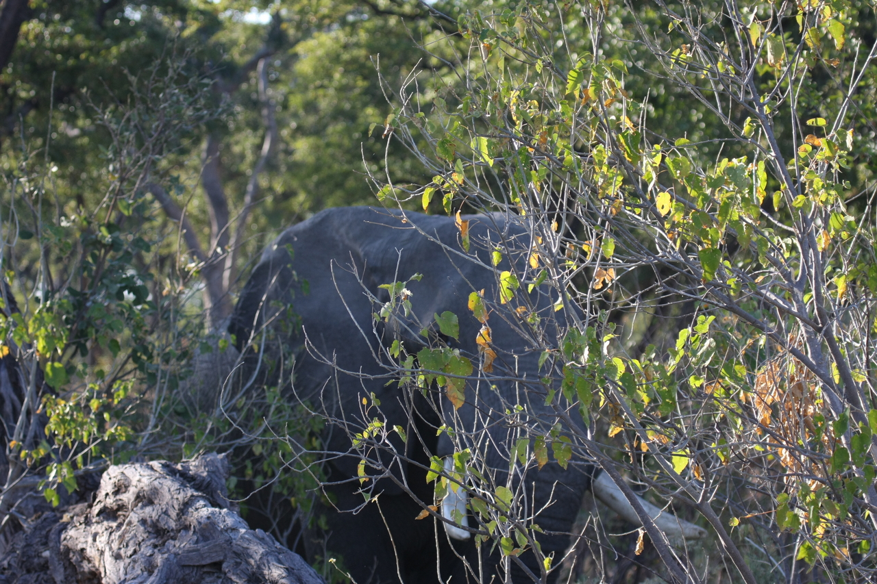 [23040] 2016_06_30_02_20_37_Africa_Canon_EOS_40D_IMG__11247.jpg