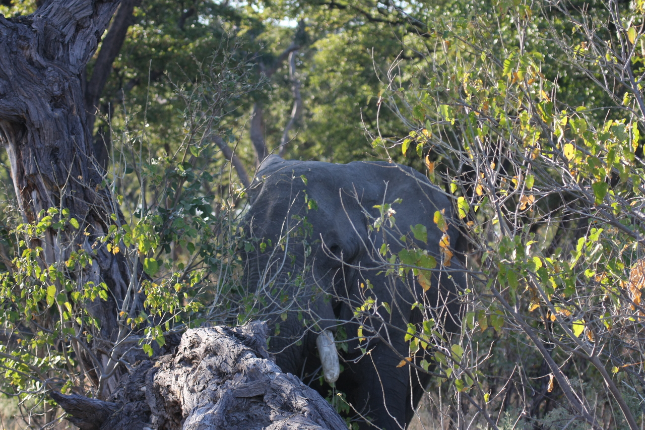 [23045] 2016_06_30_02_20_43_Africa_Canon_EOS_40D_IMG__03803.jpg